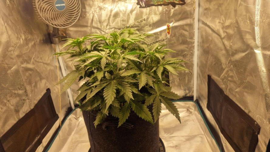 Lady Cheese 🧀 🌱 FB42 - Original Cheese. Week 4