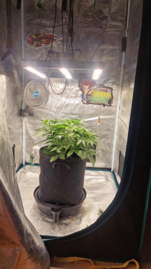 Lady Cheese 🧀 🌱 FB42 - Original Cheese. Week 4