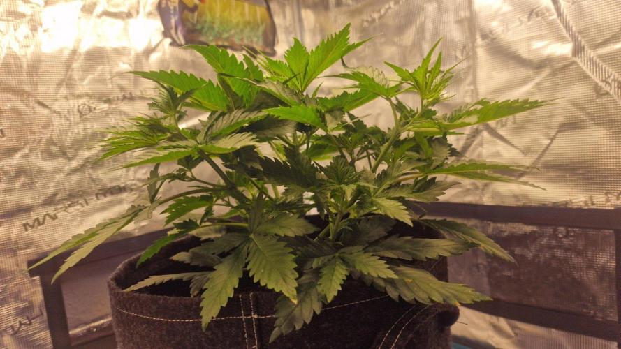 Cheese Auto. Week 4