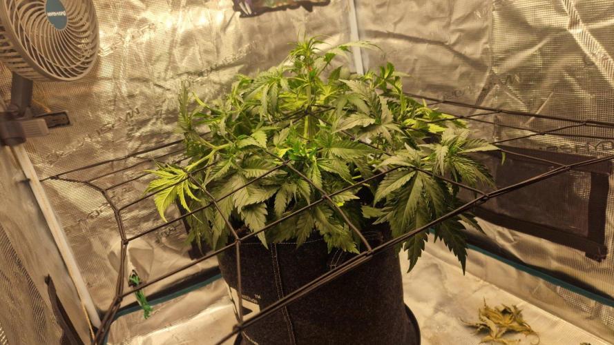 Lady Cheese 🧀 🌱 FB42 - Original Cheese. Week 4
