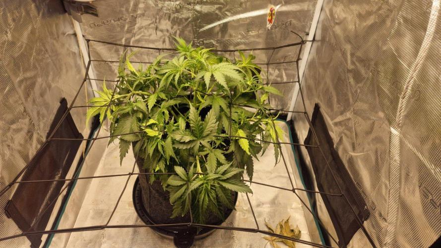 Lady Cheese 🧀 🌱 FB42 - Original Cheese. Week 4