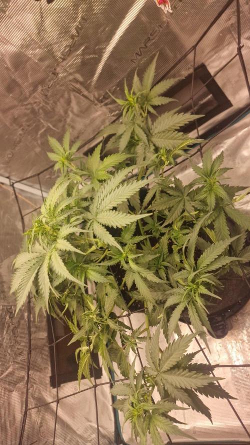Lady Cheese 🧀 🌱 FB42 - Original Cheese. Week 5
