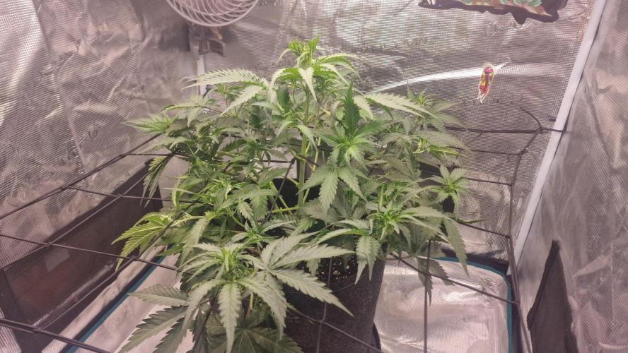 Lady Cheese 🧀 🌱 FB42 - Original Cheese. Week 5
