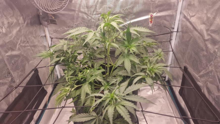 Lady Cheese 🧀 🌱 FB42 - Original Cheese. Week 5
