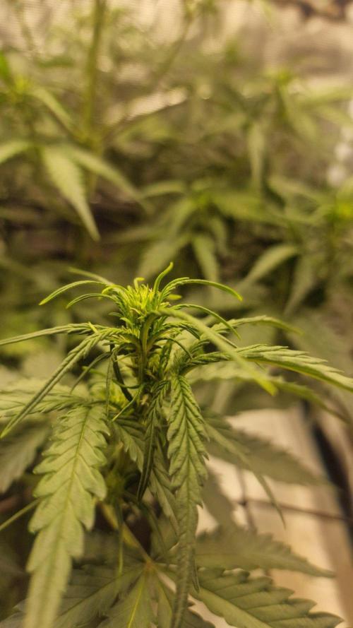 Lady Cheese 🧀 🌱 FB42 - Original Cheese. Week 5