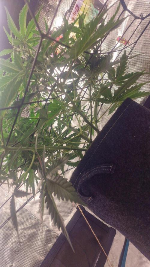 Lady Cheese 🧀 🌱 FB42 - Original Cheese. Week 5