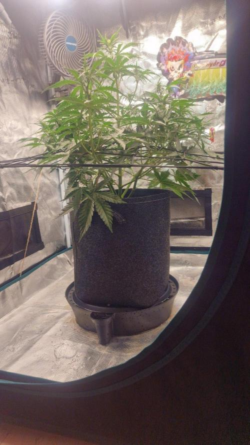 Lady Cheese 🧀 🌱 FB42 - Original Cheese. Week 5