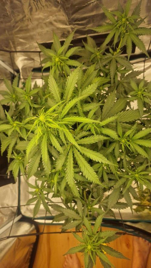 Lady Cheese 🧀 🌱 FB42 - Original Cheese. Week 5