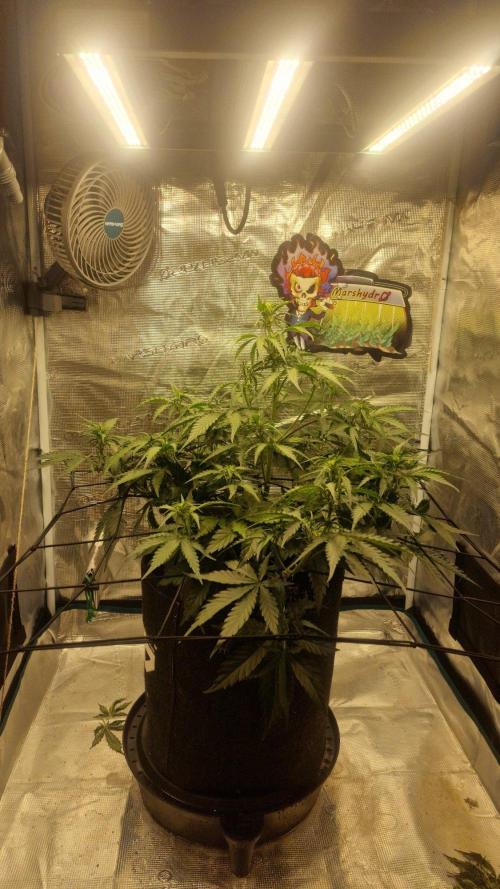 Cheese Auto. Week 5