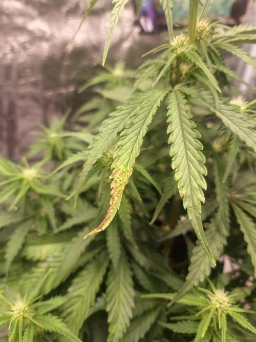Lady Cheese 🧀 🌱 FB42 - Original Cheese. Week 6