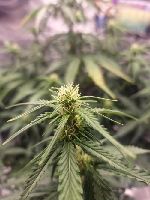 Lady Cheese 🧀 🌱 FB42 - Original Cheese. Week 6
