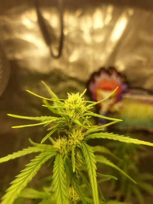 Lady Cheese 🧀 🌱 FB42 - Original Cheese. Week 6