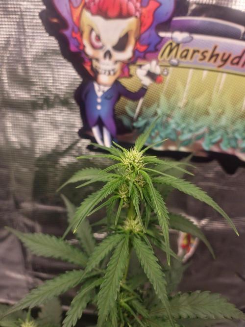 Lady Cheese 🧀 🌱 FB42 - Original Cheese. Week 6