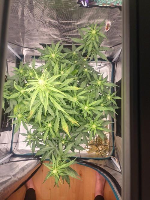 Lady Cheese 🧀 🌱 FB42 - Original Cheese. Week 6