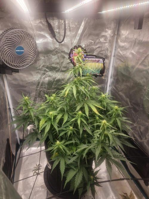 Lady Cheese 🧀 🌱 FB42 - Original Cheese. Week 6