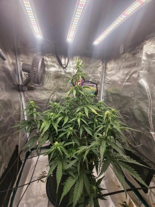 Lady Cheese 🧀 🌱 FB42 - Original Cheese. Week 6