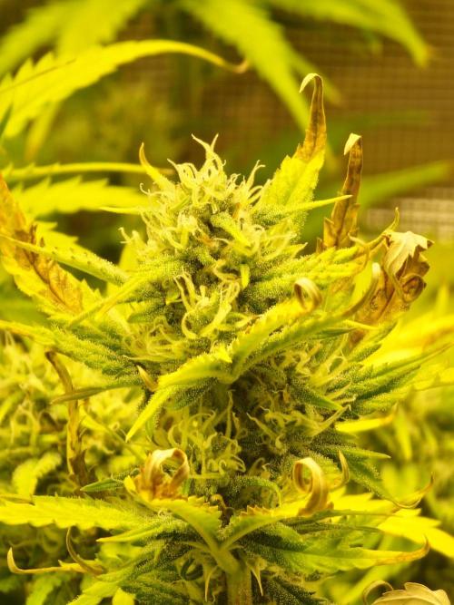 Lady Cheese 🧀 🌱 FB42 - Original Cheese. Week 8