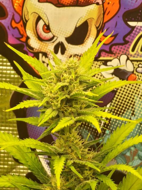 Lady Cheese 🧀 🌱 FB42 - Original Cheese. Week 8