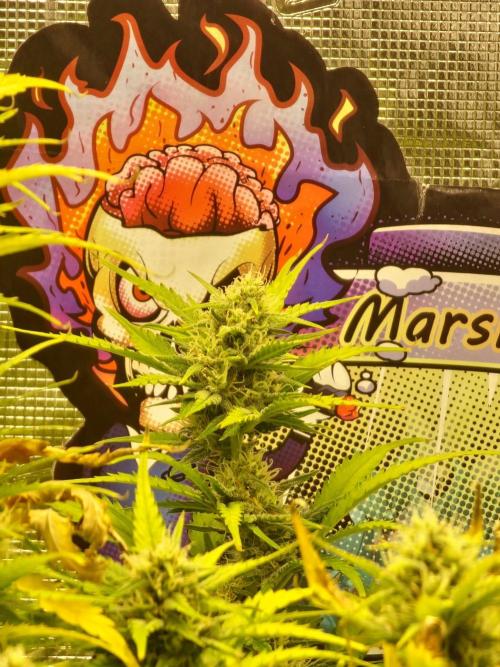 Lady Cheese 🧀 🌱 FB42 - Original Cheese. Week 8