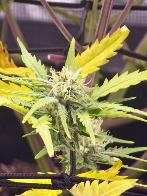 Lady Cheese 🧀 🌱 FB42 - Original Cheese. Week 8