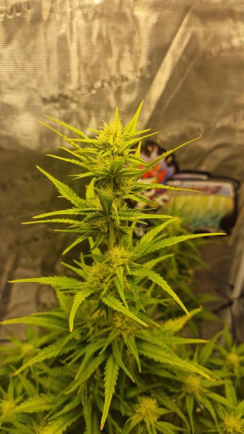 Lady Cheese 🧀 🌱 FB42 - Original Cheese. Week 8