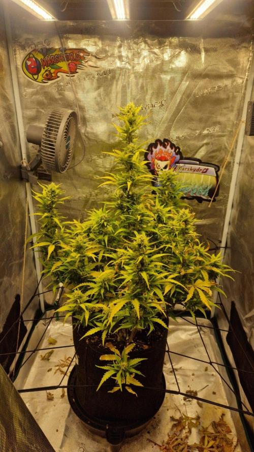 Lady Cheese 🧀 🌱 FB42 - Original Cheese. Week 8