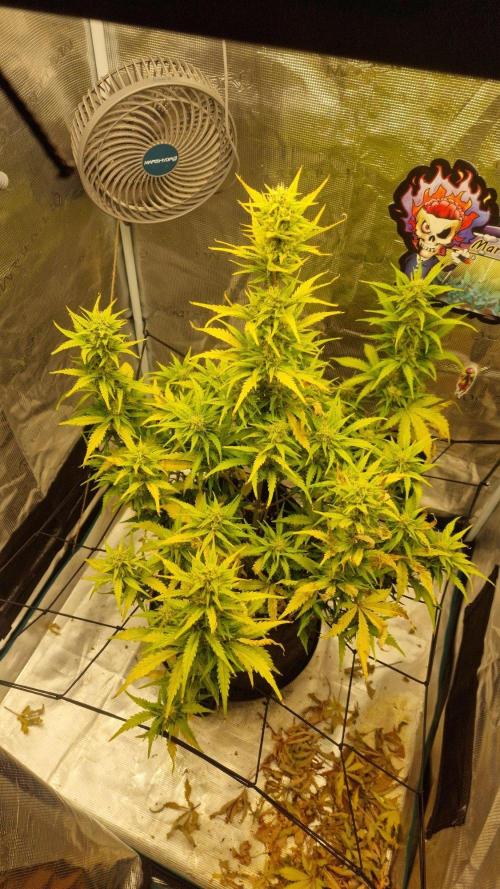 Lady Cheese 🧀 🌱 FB42 - Original Cheese. Week 8