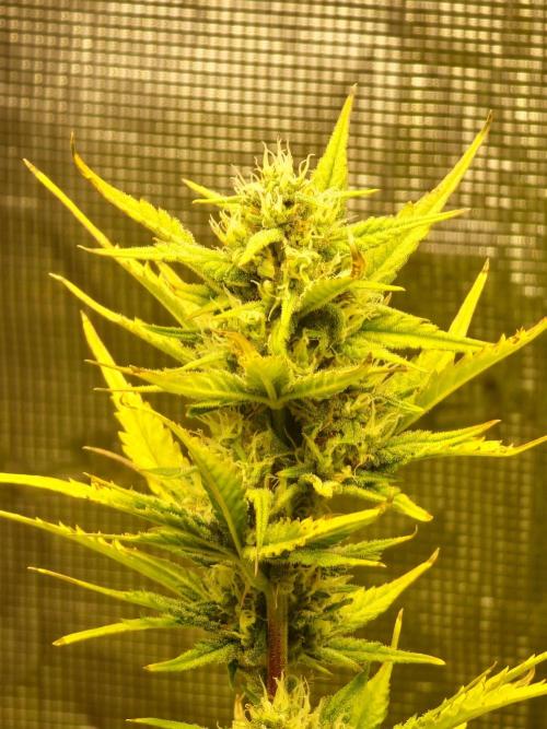 Lady Cheese 🧀 🌱 FB42 - Original Cheese. Week 8