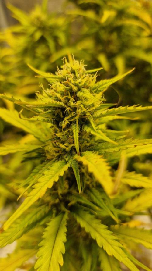 Lady Cheese 🧀 🌱 FB42 - Original Cheese. Week 8
