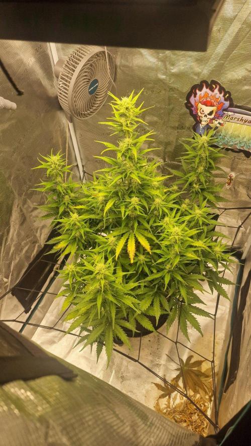Lady Cheese 🧀 🌱 FB42 - Original Cheese. Week 8