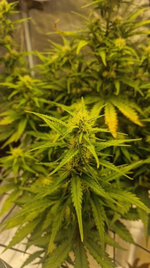 Lady Cheese 🧀 🌱 FB42 - Original Cheese. Week 8