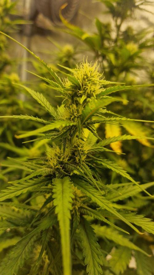 Lady Cheese 🧀 🌱 FB42 - Original Cheese. Week 8