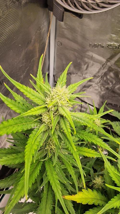 Lady Cheese 🧀 🌱 FB42 - Original Cheese. Week 8
