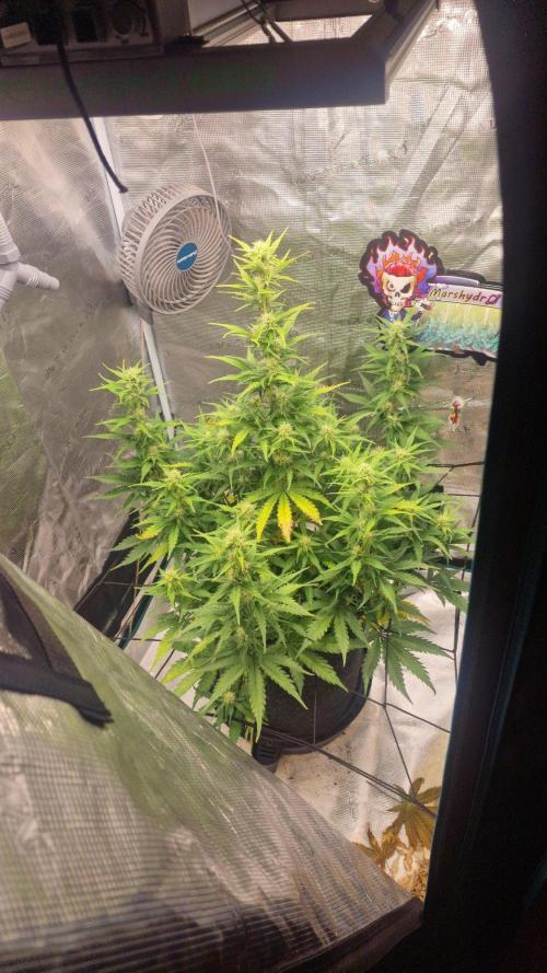 Lady Cheese 🧀 🌱 FB42 - Original Cheese. Week 8