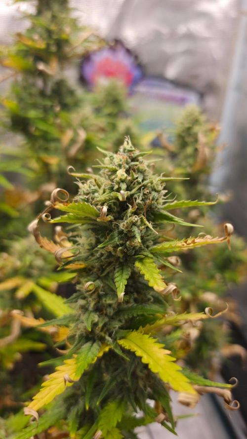 Lady Cheese 🧀 🌱 FB42 - Original Cheese. Week 9