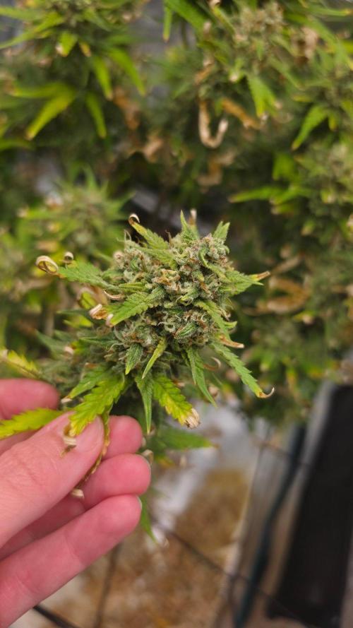 Lady Cheese 🧀 🌱 FB42 - Original Cheese. Week 9