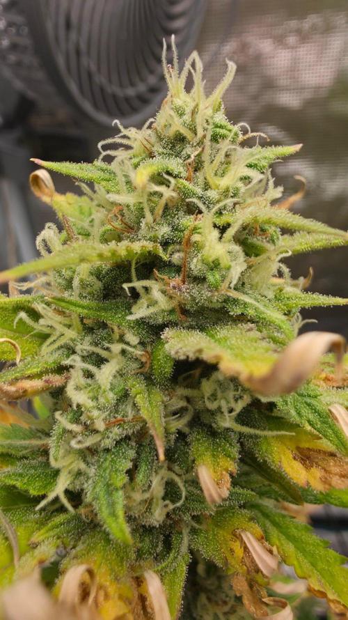 Lady Cheese 🧀 🌱 FB42 - Original Cheese. Week 9