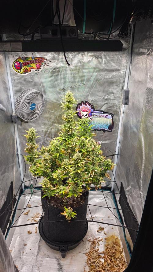 Lady Cheese 🧀 🌱 FB42 - Original Cheese. Week 9