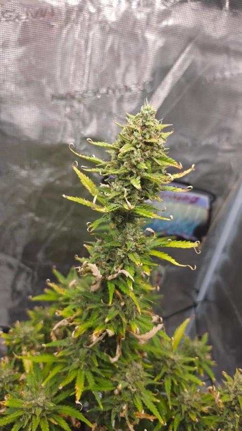 Lady Cheese 🧀 🌱 FB42 - Original Cheese. Week 9