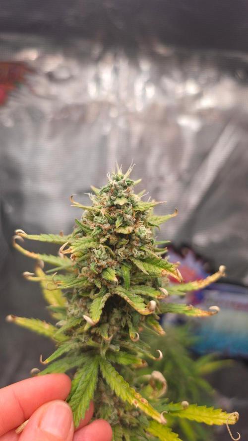 Lady Cheese 🧀 🌱 FB42 - Original Cheese. Week 9