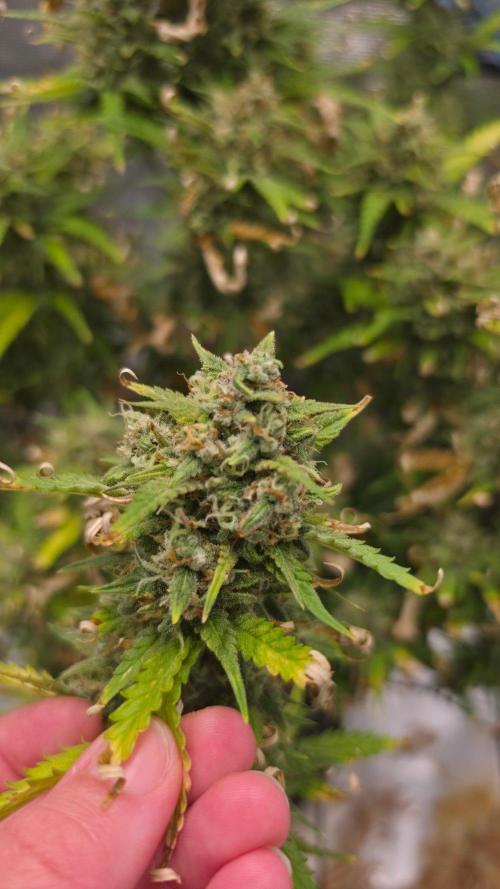 Lady Cheese 🧀 🌱 FB42 - Original Cheese. Week 9
