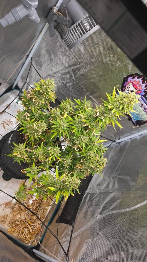 Lady Cheese 🧀 🌱 FB42 - Original Cheese. Week 9