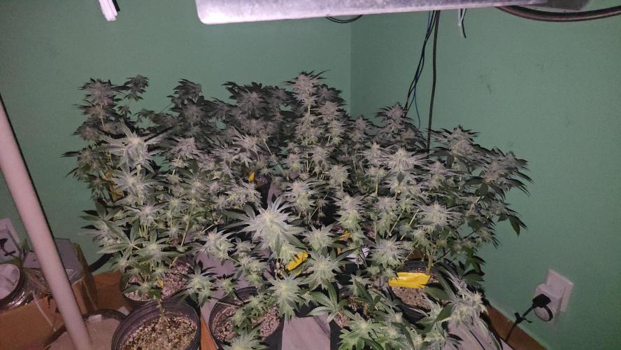 Brazilian COOKIES. Week 5