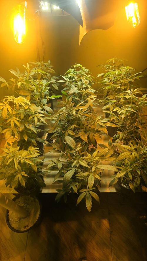Cookies USA. Week 2