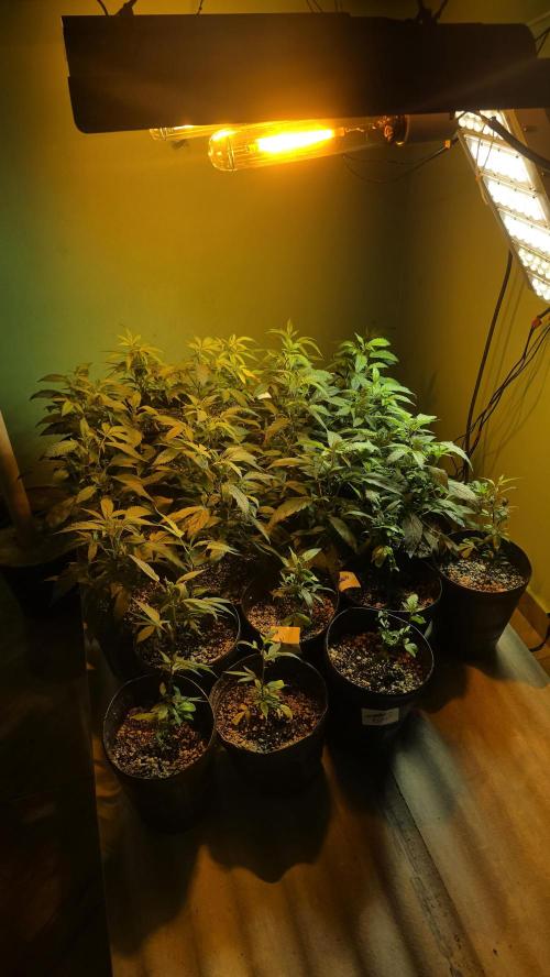 Brazilian COOKIES. Week 1