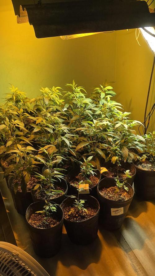 Cookies USA. Week 1