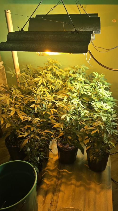 Cookies USA. Week 3