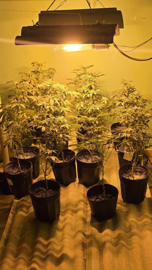 Brazilian COOKIES. Week 4
