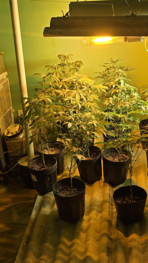 Cookies USA. Week 4