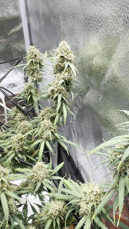 Orange President Auto